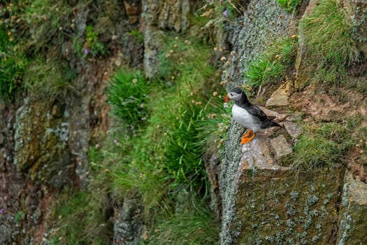 puffin