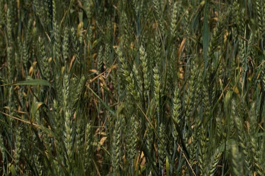 green cereal field