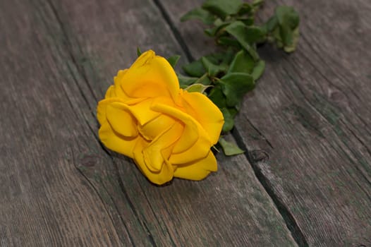 lonely yellow rose on a wooden shabby table