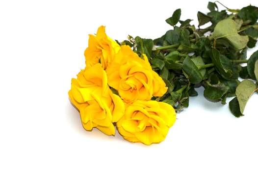 beautiful bouquet of yellow roses on the isolated background