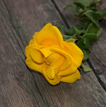 one yellow rose on a tsary wooden table, a subject beautiful flowers
