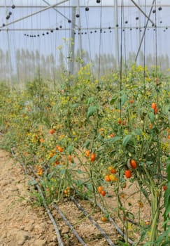 Organic tomato plantation in greenhouse