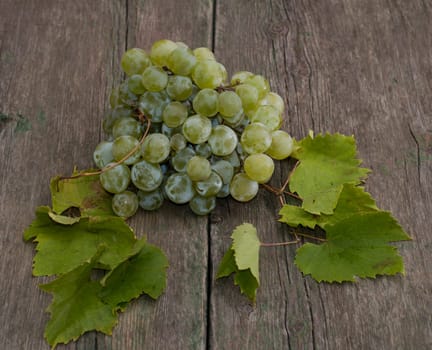 grapes cluster with leaves on a wooden table, a still life on a subject fruit of fall