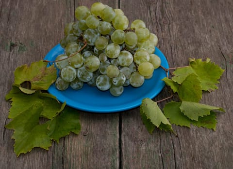 still life grapes on a blue plate and branches of leaves, a subject summer fruit
