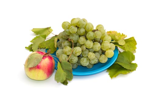 still life a plate with grapes and one apple at the left, isolate, a subject fruit of fall