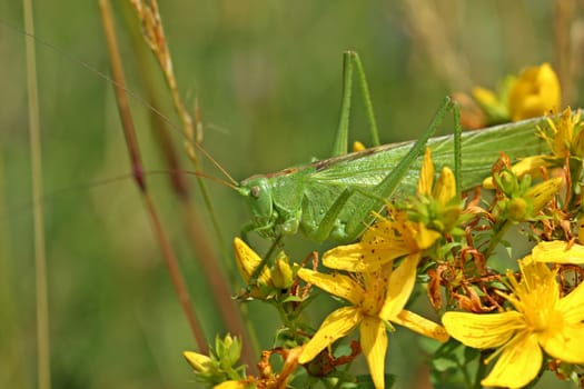 Female green hayhorse (Tettigonia viridissima) on St. John's wort (Hypericum perforatum)