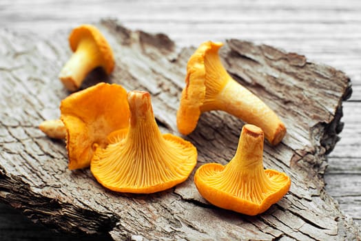 Fresh chanterelle mushrooms on a wood close up