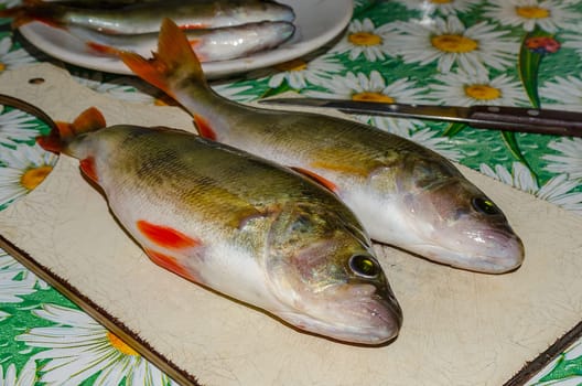 Perch, fresh fish is on the table for cooking first and second courses