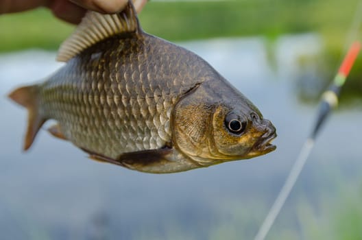 A fisherman shows his trophy carp caught for the bait