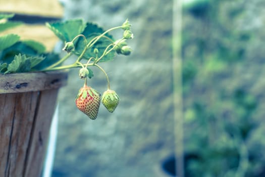 Planted unripe strawberries fruit in a wood vase