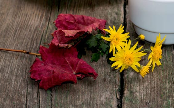 red leaf, yellow flower and cup on a wooden table, a still life, a subject fall