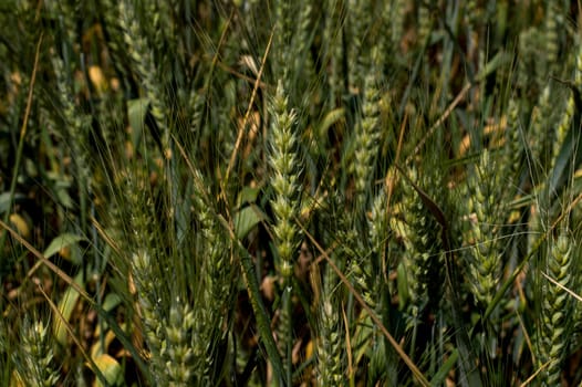 green ears of wheat, macro, subject of an agrikultur