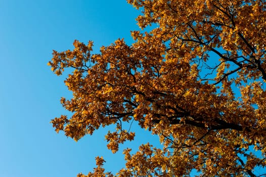 fragment of an oak tree with golden foliage, fall, a subject seasons and the nature