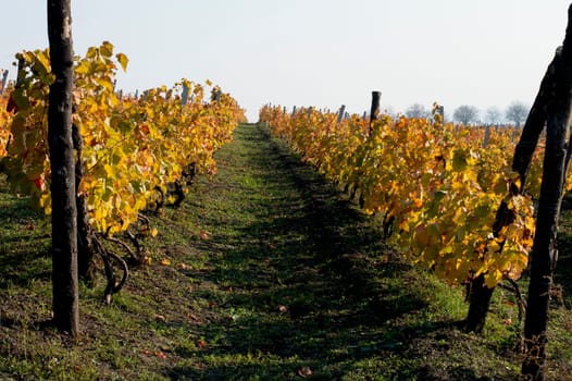 fall, vineyards on hills, a subject seasons and the nature