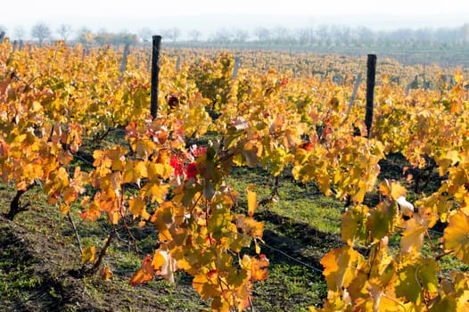 fall, bright yellow vineyards on slopes, a subject seasons and the nature