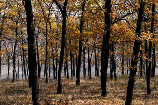 oak grove with golden foliage, fall, a subject seasons and the nature
