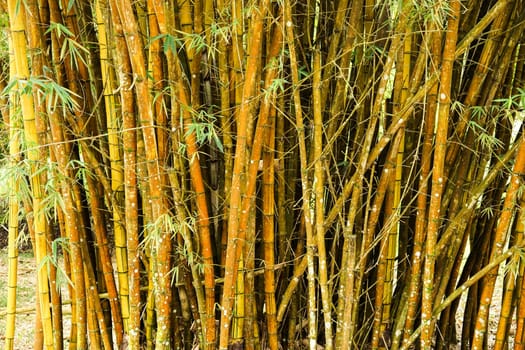 Bamboo forrest close up, Fence of stalks growing close