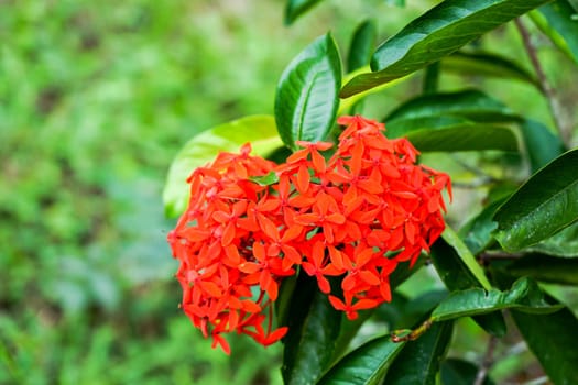 National flower of Cuba, with red garland