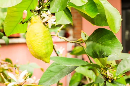 Lemon yellow on the branch of a lemon tree