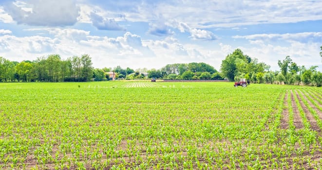 Green field of young corn with tractor fertilizes and blue sky with clouds