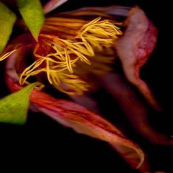 Yellow flower pollen and flower