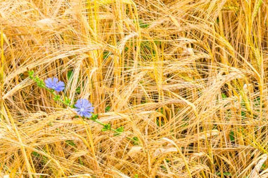 Field of wheat ready to be harvested.