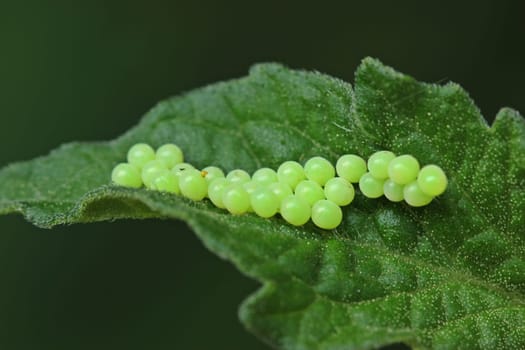 Clutches of the green stink bug (Palomena prasina) on tomato leaf