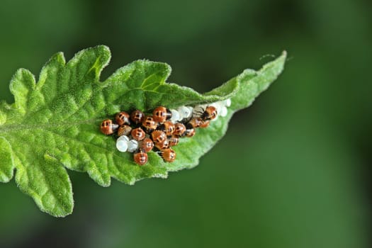 Newly hatched nymphs of the Green Stink Bug (Palomena prasina) on tomato leaf