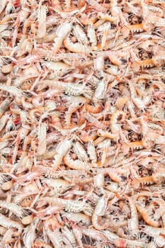 Fresh Shrimps on display in fishermen market. Background texture