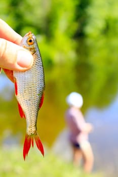 nice rudd caught in hand and fisherman in the background