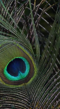 Peacock feather eye