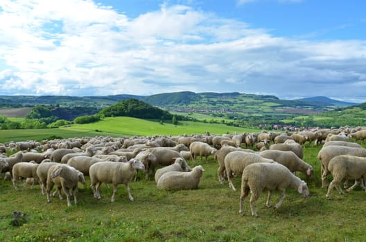 flock of sheep