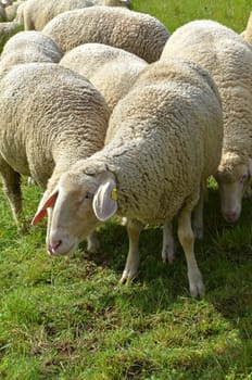 flock of sheep