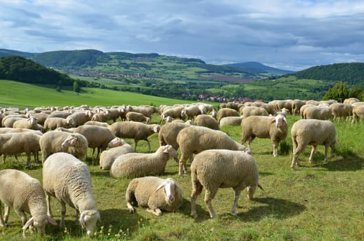 flock of sheep