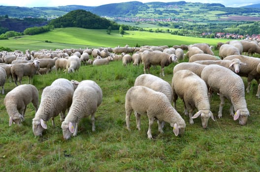 flock of sheep