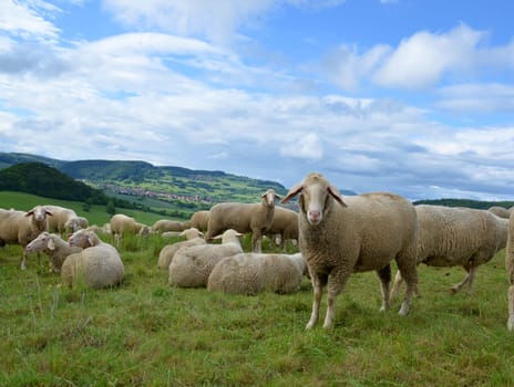 flock of sheep
