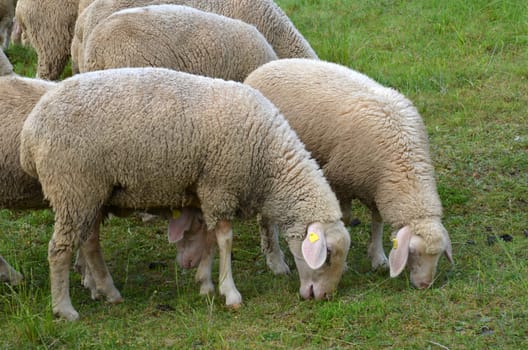 flock of sheep