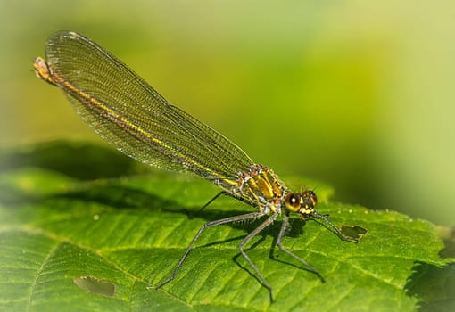 Magnificent dragonfly females