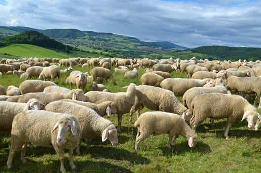 flock of sheep