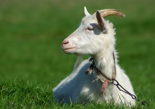Goat with horns on a background of green grass. Close-up portrait
