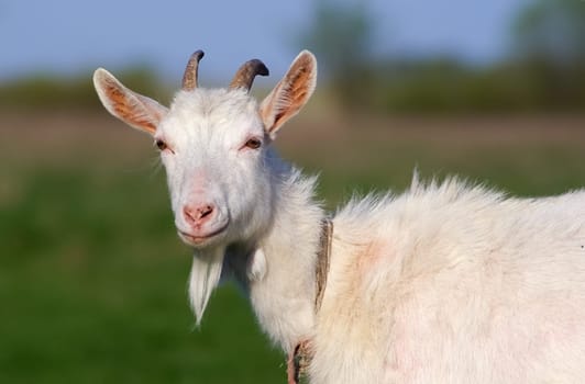 Portrait of a goat with horns on a background of green grass. Farm animal.