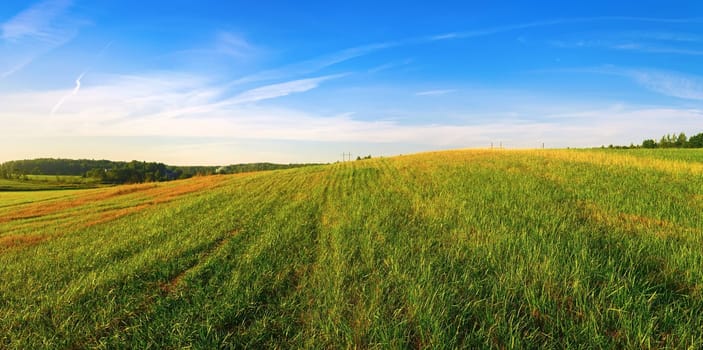 Panoramic landscape with field of green grass and blue sky. Summer sunny day in the countryside.