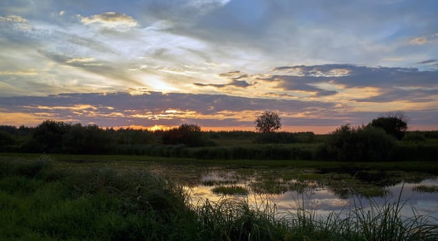 Landscape. Sunset on the background of the pond overgrown with sedges.