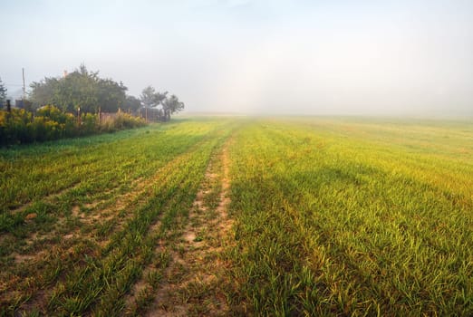 Foggy field at morning. Rural landscape with bright green grass and fog.