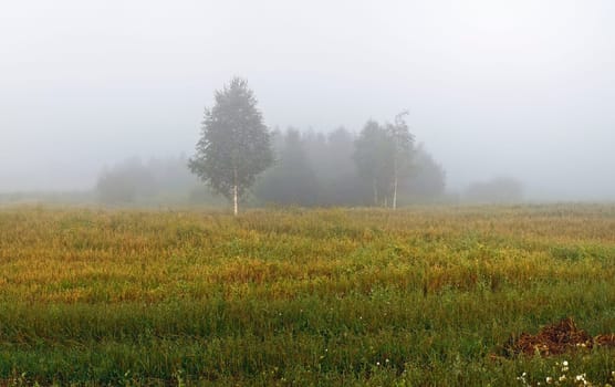 Fog over the field. Silhouettes of trees in the morning mist. Rural landscape.