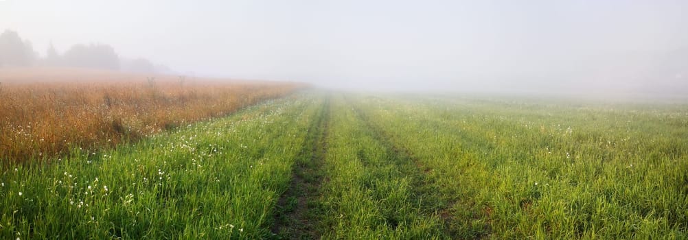Foggy meadow at morning. Rural landscape with bright green grass. Panoramic shot.