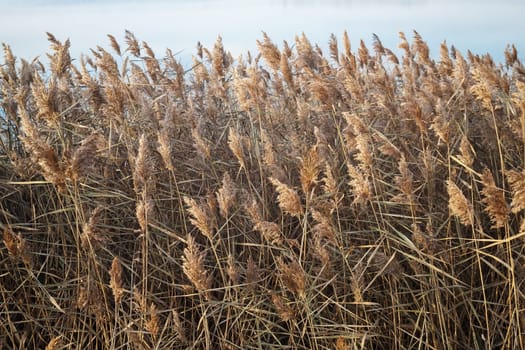 Thickets of dry reeds in the late autumn. Wall of bulrush. Coastal plants.