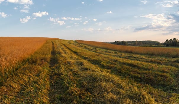 Rural landscape with a field of golden grass. Harvest time.