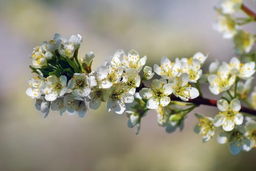 Blossoming tree branch. Beautiful bright white flowers on a tree branch on blurred bokeh background. Shallow depth of field. Selective focus.