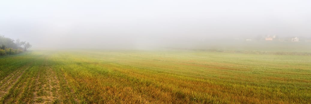 Field and fog. Foggy meadow at morning. Rural landscape with bright green grass. Panoramic shot.